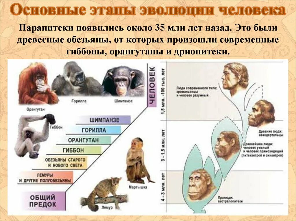 Этапы эволюции человека дриопитек. Этапы эволюции человека парапитек. Эволюция человека таблица дриопитек. Этапы эволюции человека таблица дриопитек.