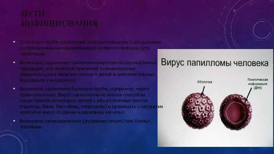 Папиломы вирус передается от человека к человеку. Инфицирование вирусом папилломы человека. Вирус папилломы человека пути заражения. Папилломы половым путем.