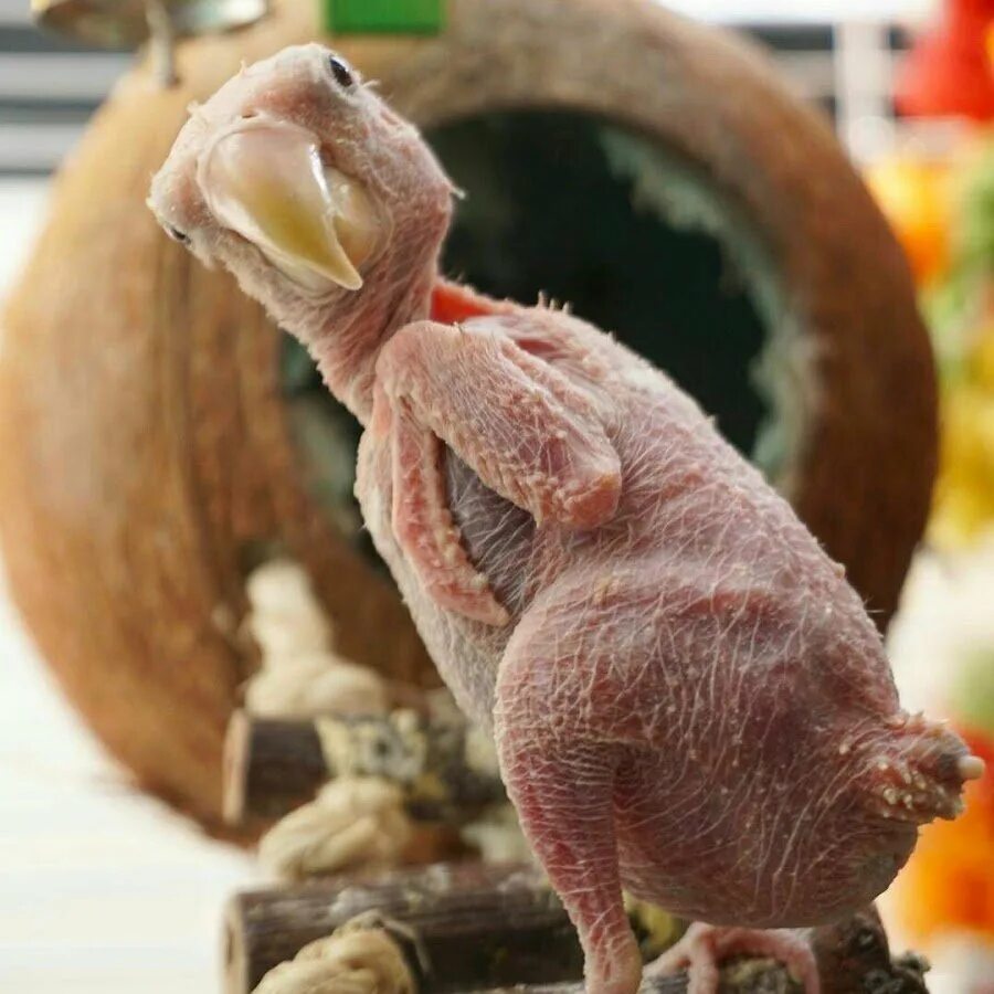 Индейка гибрид грейд мейкер. Общипанный петух. Ощипанная курица живая. Ощипанная курица. Автор скульптуры петуха общипанного.