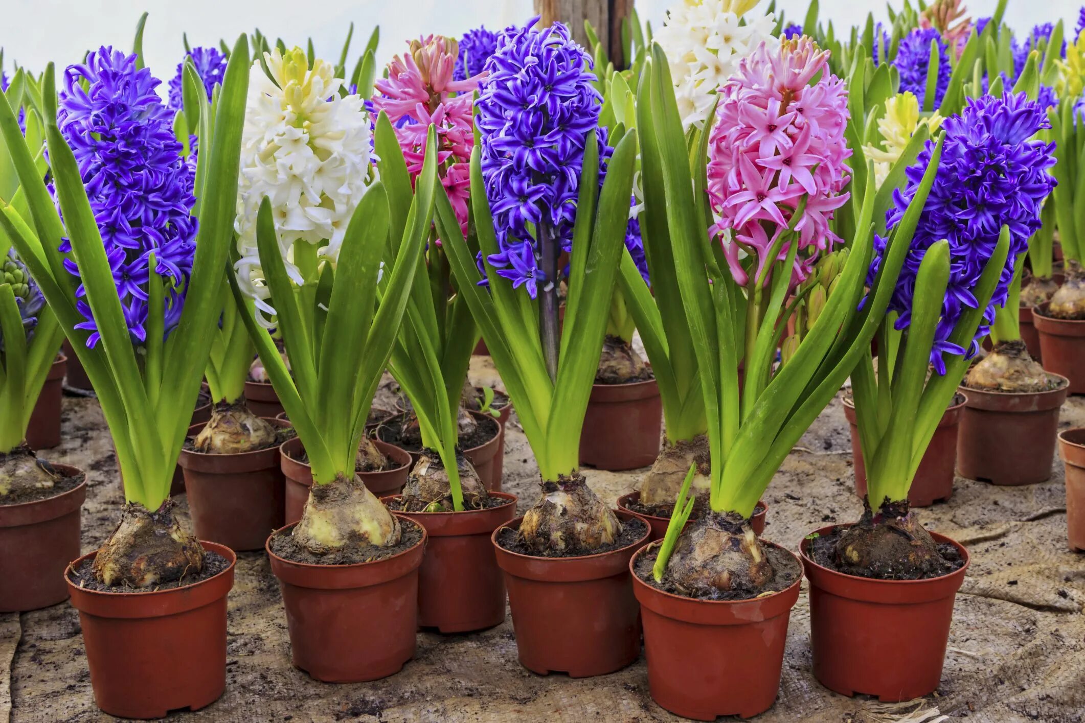 Blühende Zimmerpflanzen - Blumen Malen DIY Hyacinth plant, Plants, Hyacinth flow