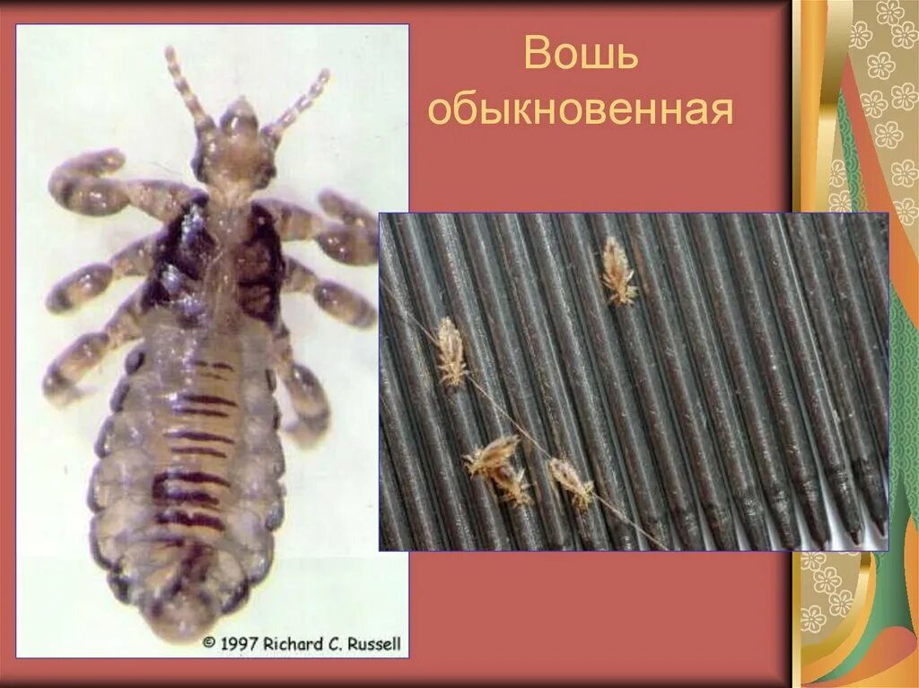 Вши представители. Отряд вши головная вошь. отряд вши биология 7 класс. платяная вошь отряд.