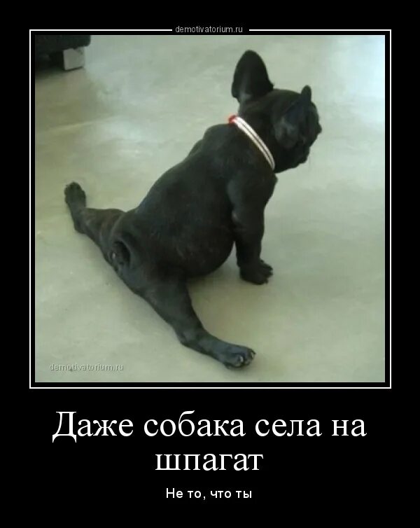Собака садится на ногу. Шпагат прикол. шпагат смешные картинки. собака села на шпагат. смешная растяжка.