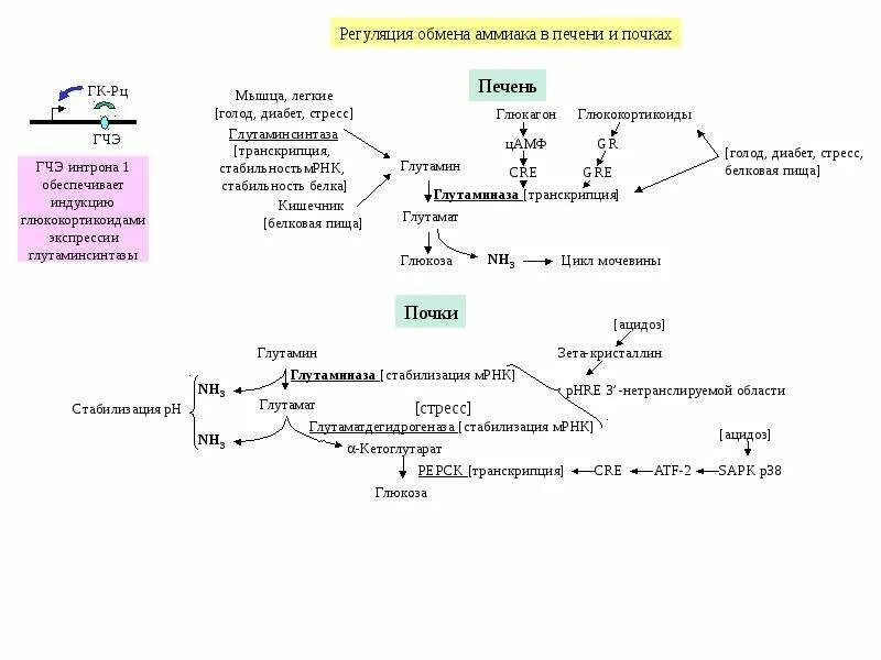 Печень расщепление жиров. Схема метаболизма углеводов биохимия. Схема липидного обмена биохимия. Схема метаболизма липидов биохимия. Схема обменных процессов углеводов.