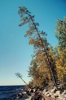 Карелия какие деревья