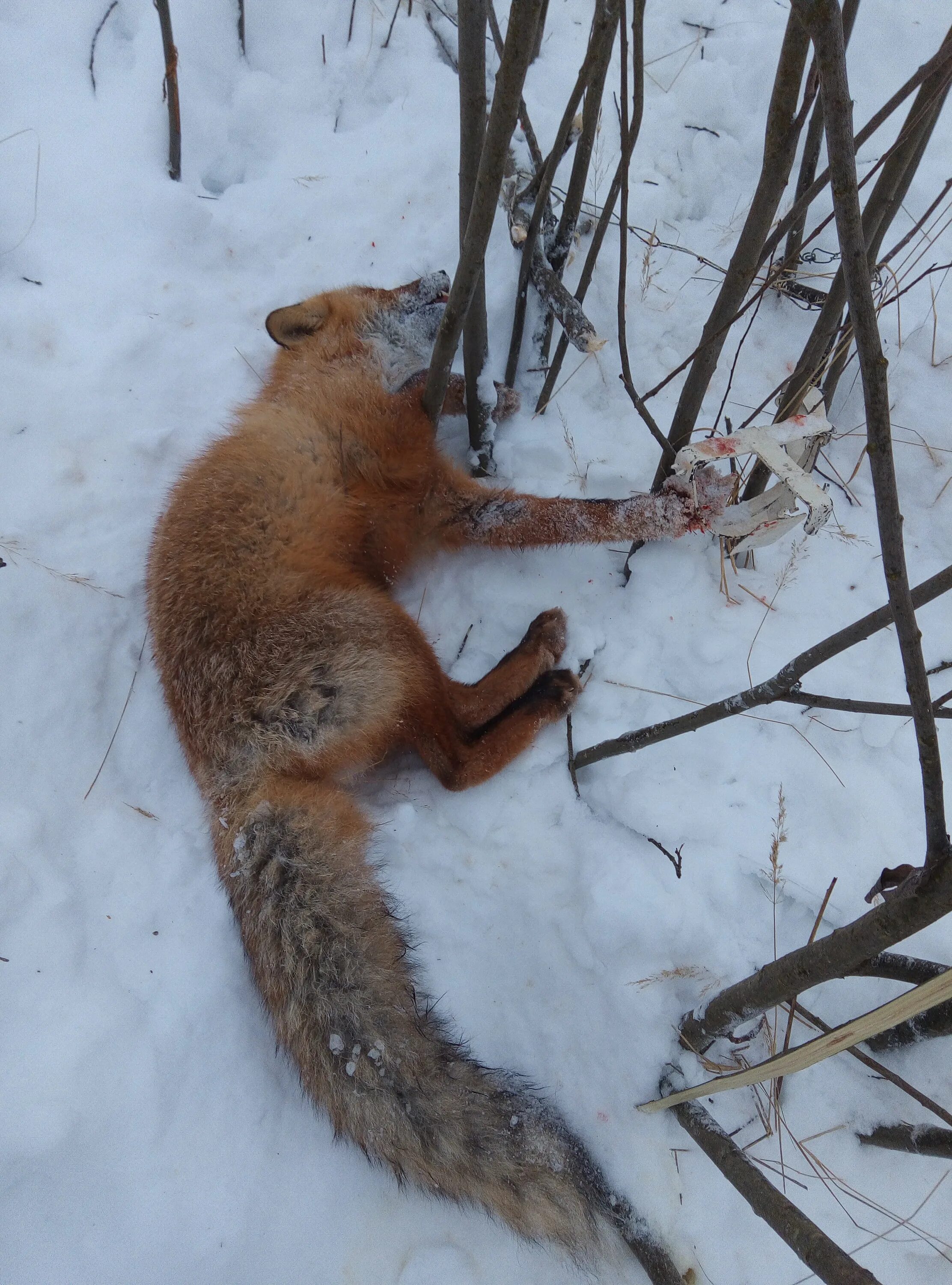 Как ловить лис зимой. Как ловить лис зимой. Как ловить лис зимой. Охота на лису капканами видео. Как ловить лис зимой.
