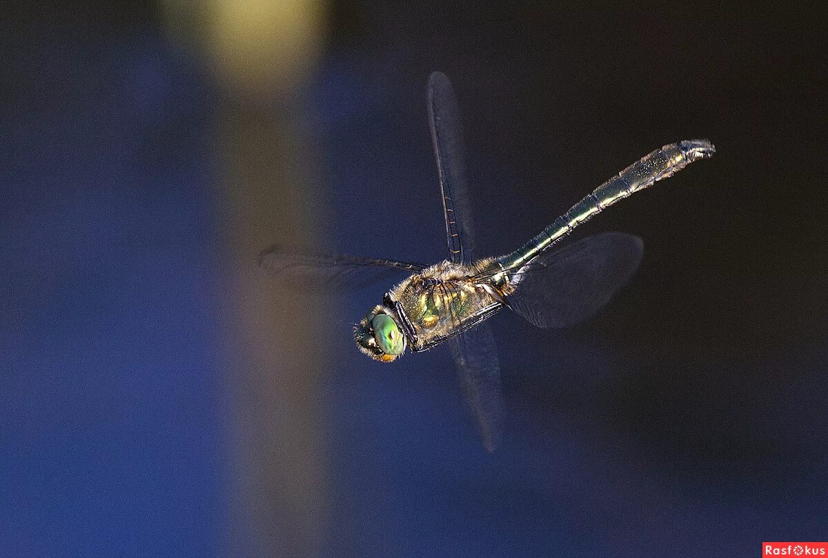 одна стрекоза летит 12. полет стрекозы. одна стрекоза летит 12. полет стрекозы. полет стрекозы.
