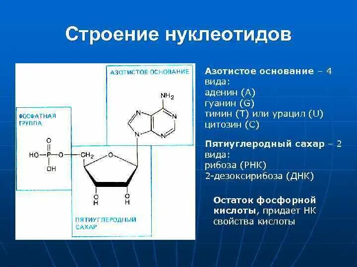 Урацил дезоксирибоза. Урацил рибоза фосфорная кислота это. Строение нуклеотида. Структура нуклеотида. Азотистое основание рибоза остаток