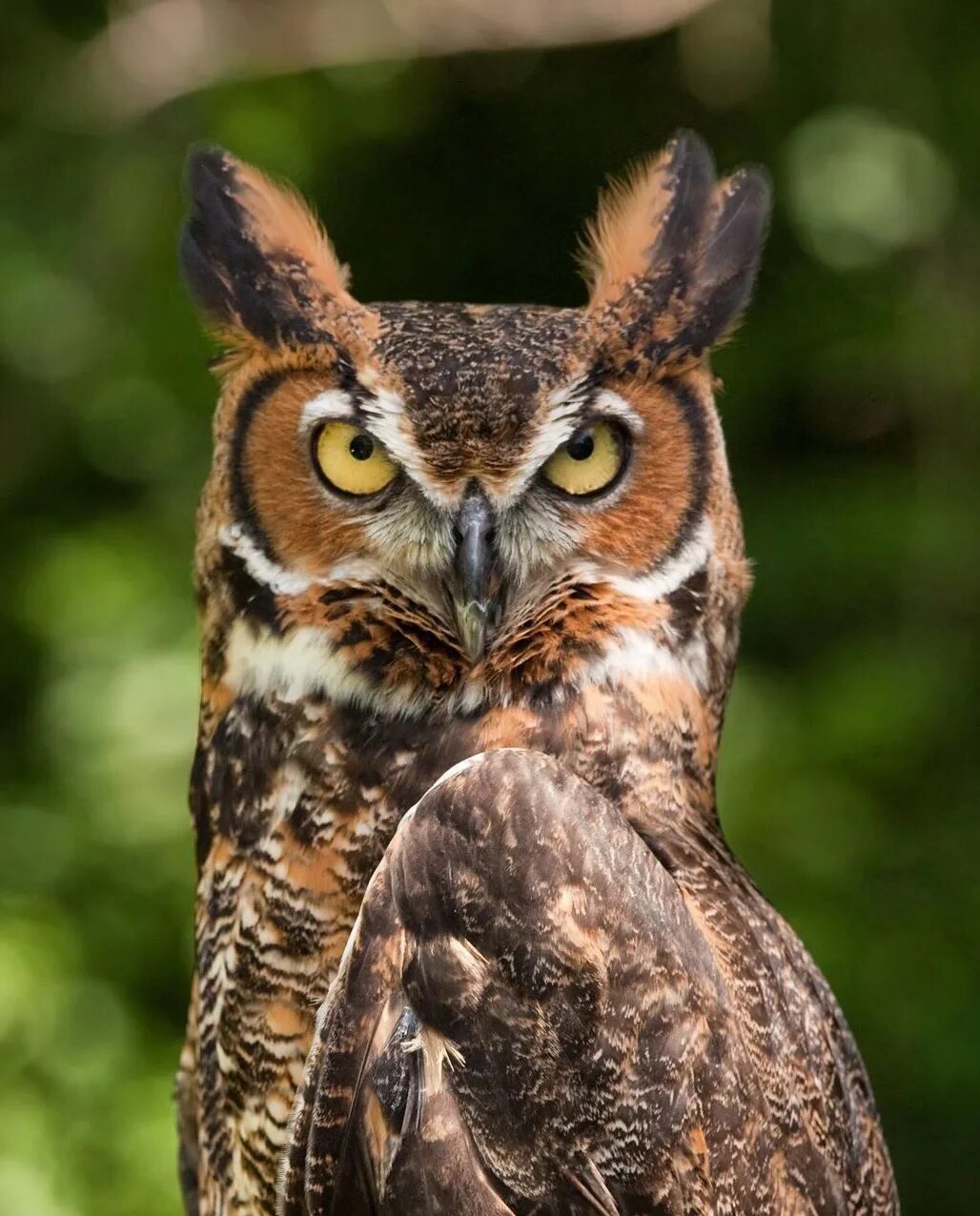 Рыбный филин (ketupa). Северная пятнистая неясыть. Лесная сова. Bubo blakistoni. Птица бородатая неясыть.