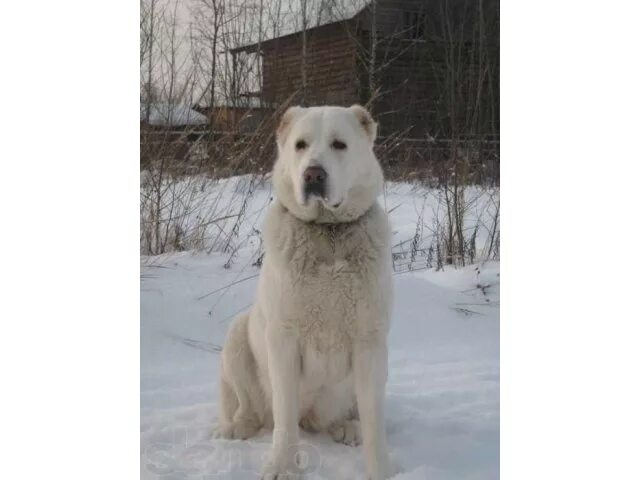 Алабай. Алабай белый. Алабай щенок метраж. Щенки алабая. Купить алабая в московской области