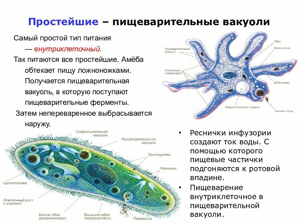 Образует псевдоподии