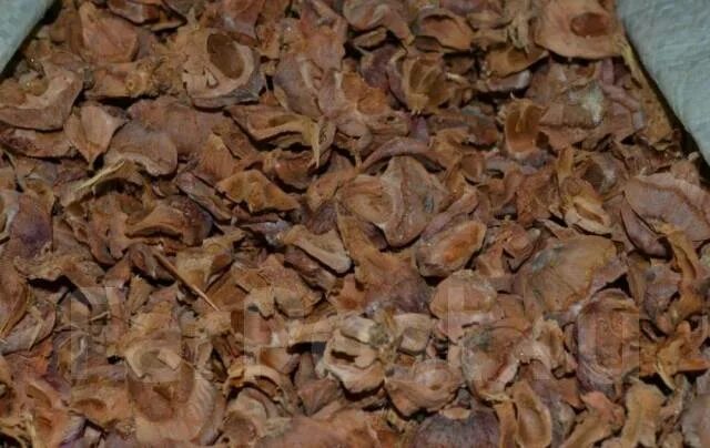 Скорлупа ореха мульча. Тунга шелуха кедровой. шелуха кедровой шишки. тунга кедровой шишки. тунга мульча.