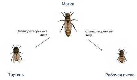 Пчелы бесполые