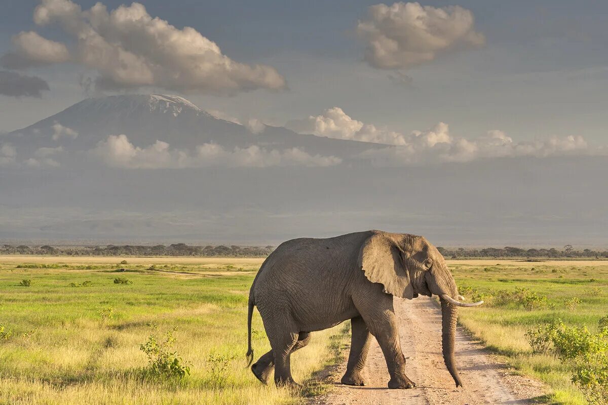 Good africa. Парк Амбосели Кения. Нац парк Амбосели. Заповедник Амбосели Кения. Национальный парк Килиманджаро в Африке.