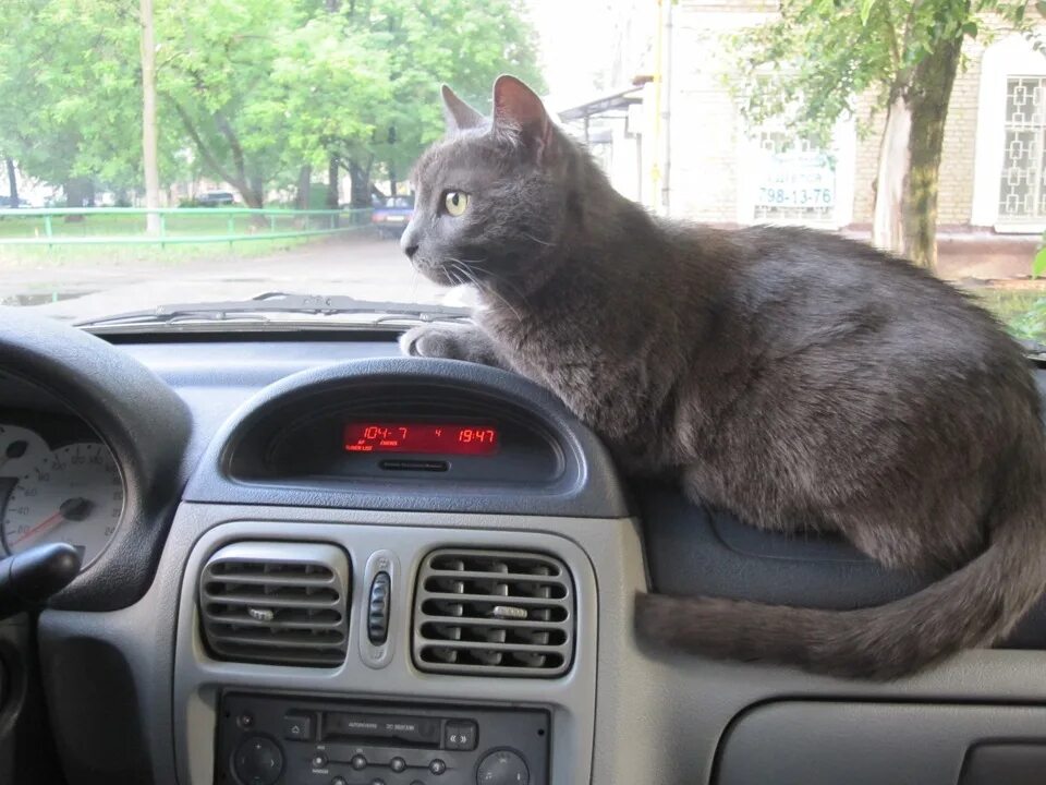 Cat can car