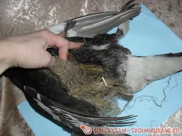 Как делают чучело птицы. Как сделать чучело птицы. Как делают чучело птицы. Чучело птицы в интерьере. Как делают чучело птицы.