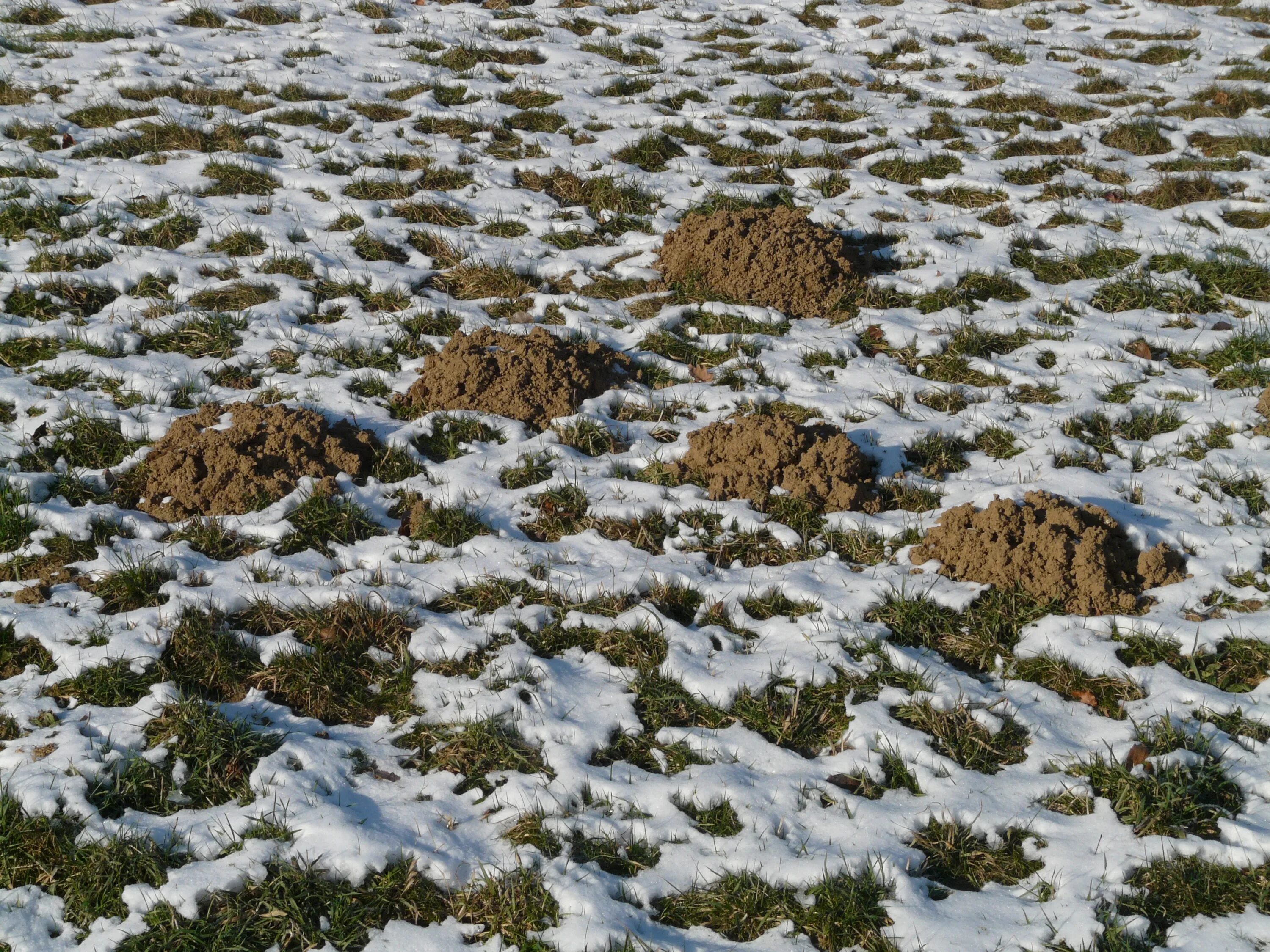 Животные поверхности почвы. Мерзлая земля. Промерзшая земля. Валуны на снегу. Груда земли.