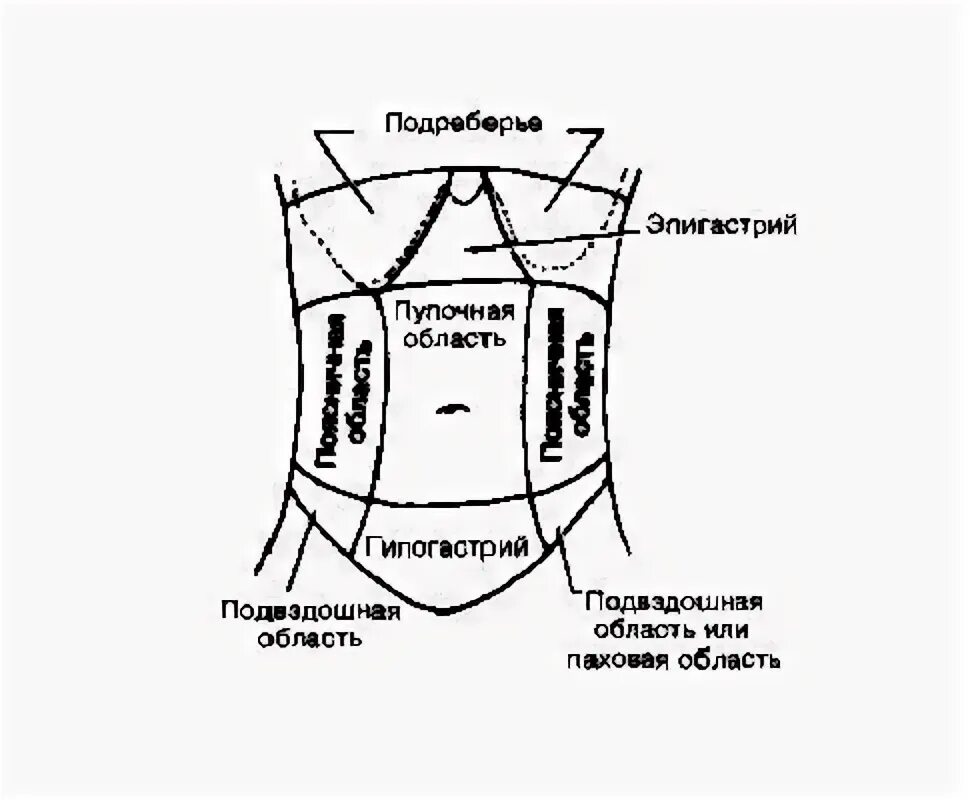 Подложечная область живота. Эпигастрий. Области живота эпигастрии. Надчревная область живота. Гипогастральная область.