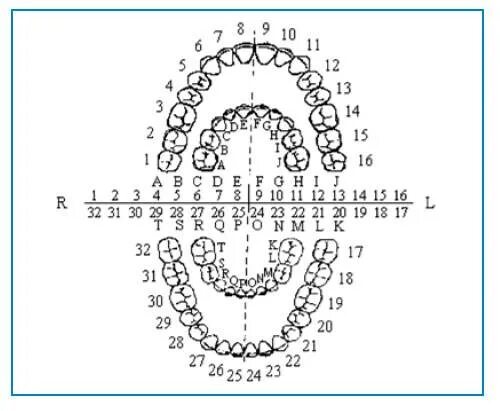 Нумерация зубов в стоматологии схема у взрослых. Зубная формула система Виола. Нумерация зубов у стоматолога схема. Зубной ряд нумерация схема. Нумерация детских зубов в стоматологии схема.