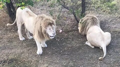 Парк тайган человек лев