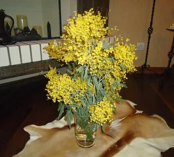 Мимозу как сохранить срезанную дома. Мимозу как сохранить срезанную дома. Мимозу как сохранить срезанную дома. Мимозу как сохранить срезанную дома. Мимоза срезка.