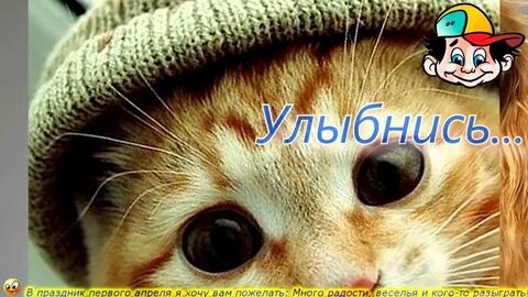 С 1 апреля картинки с котами