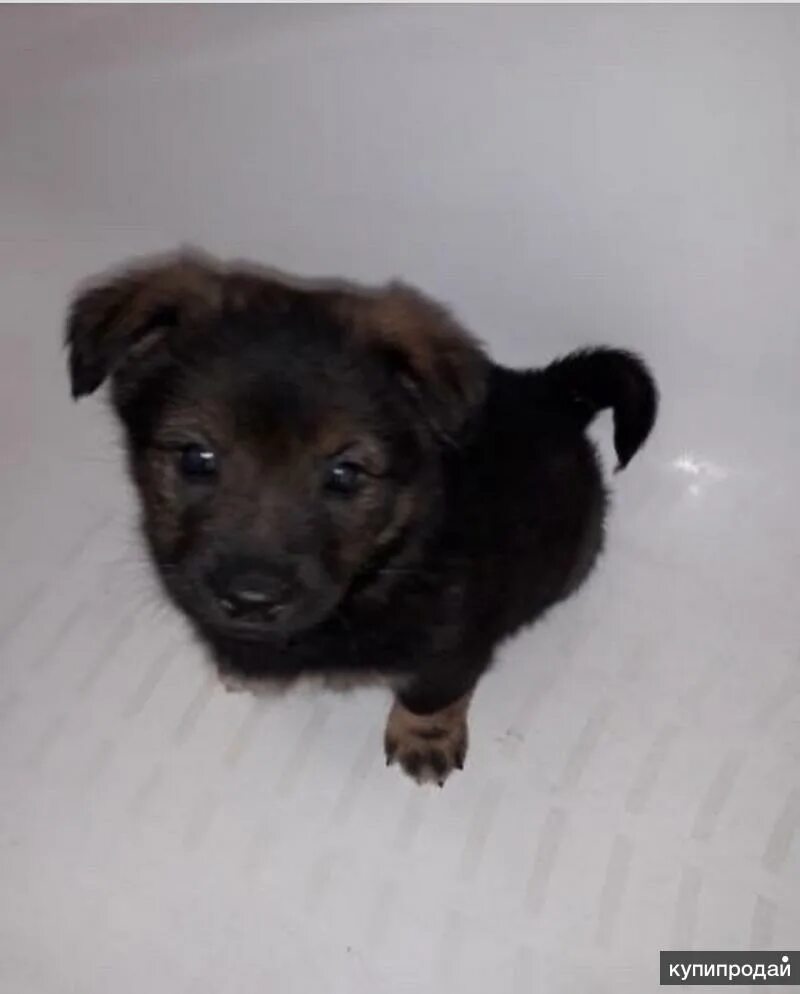 Доброе утро воет собака. Собаки ставрополь. Собаки ставрополь. Собаки ставрополь. Собаки охранники.