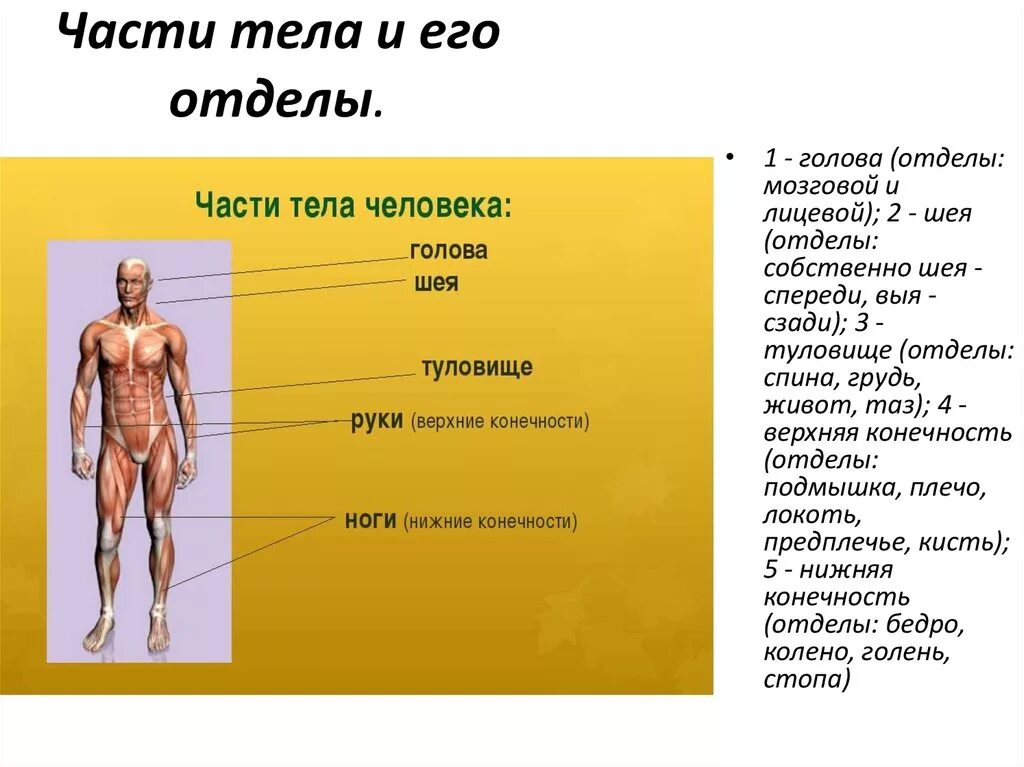 Название частей человека