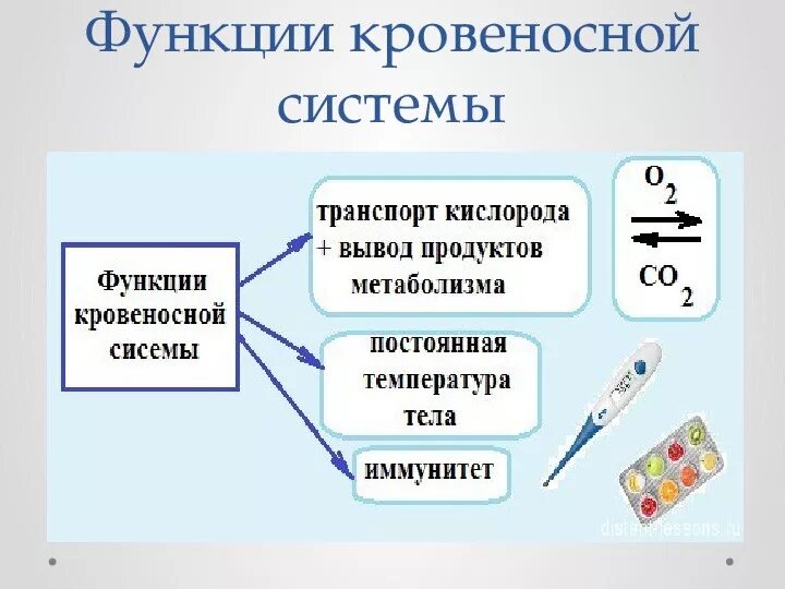 Перечислите основные функции кровеносной системы человека.. Кровеносная система функции системы. Кровеносная система 3 функции. Функции кровеносной системы животных.