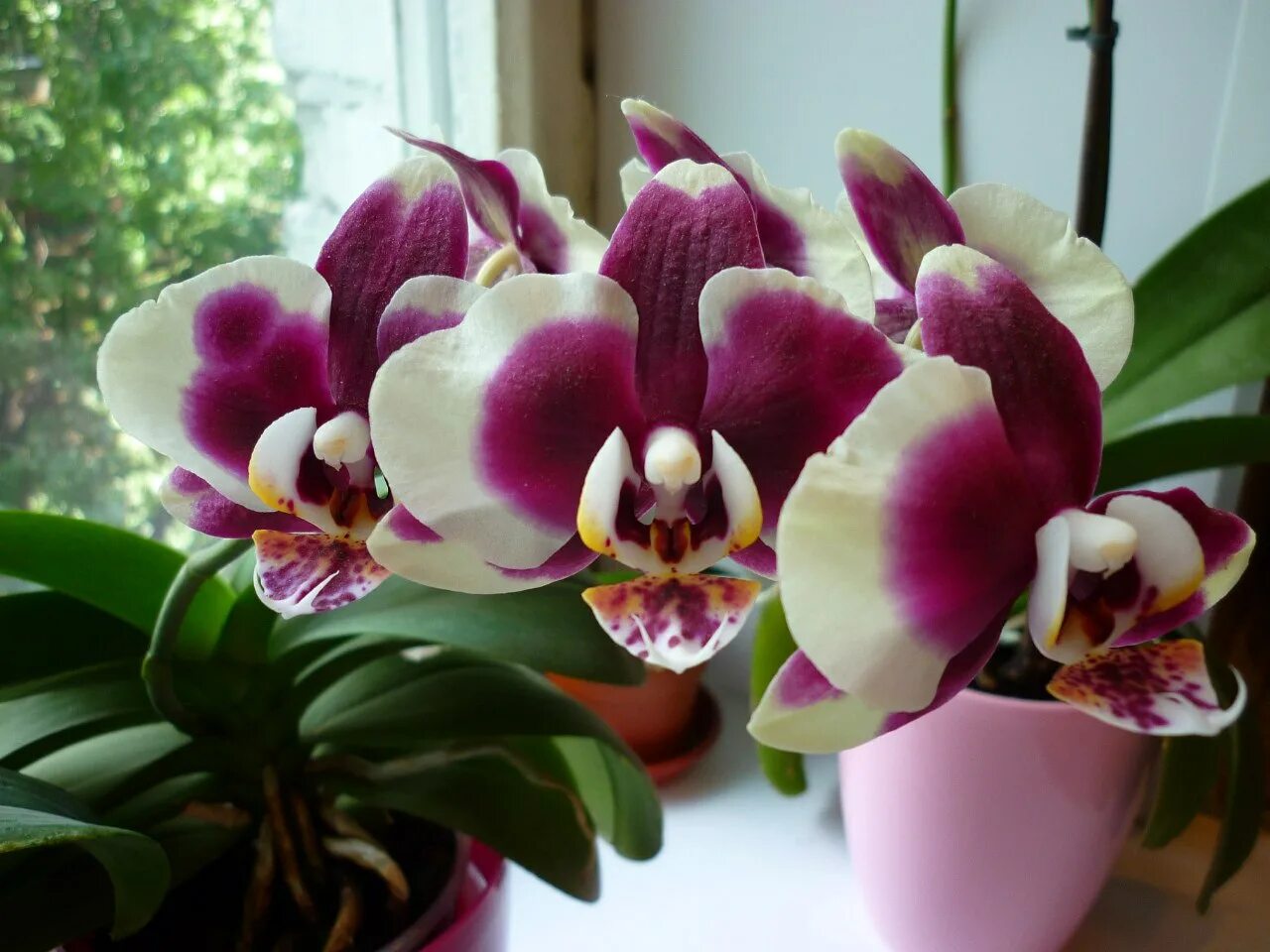 Какие сорта орхидеи. Орхидея фаленопсис. Фаленопсис Посейдон. Орхидея Мильтония.