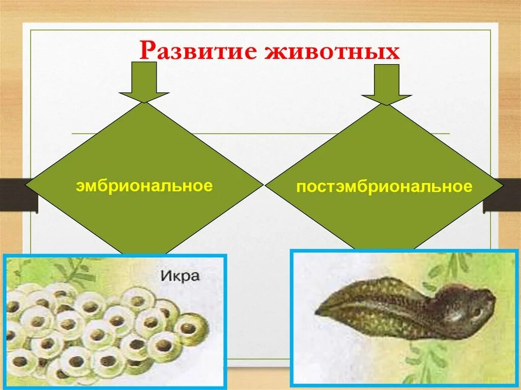 Рост и развитие животных 6. Развитие животных. Модель развития животных. Эмбриональное и постэмбриональное развитие животных. Рост и развитие животных.