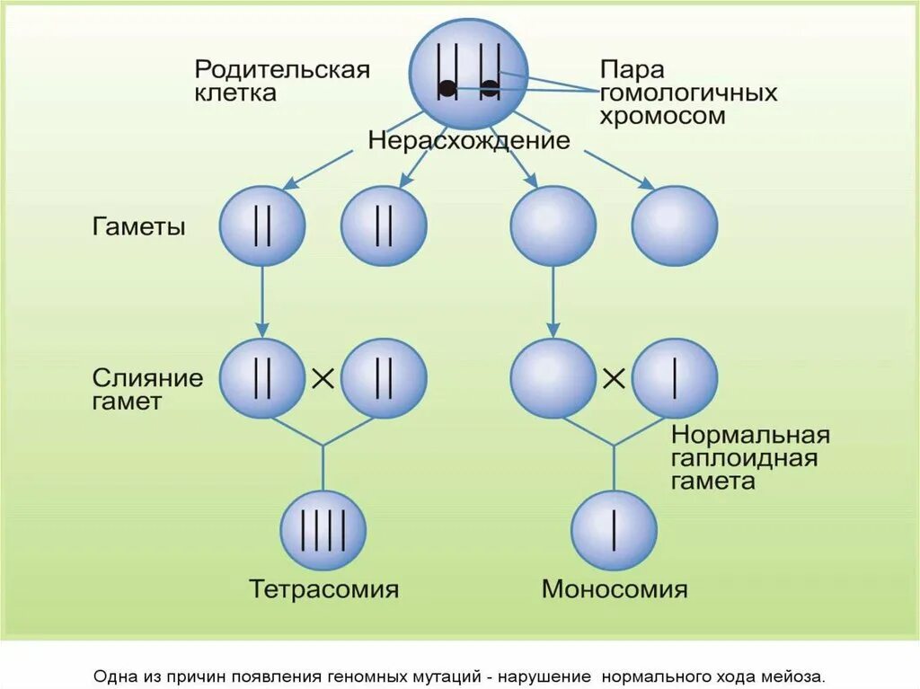 Мутации схема процесса. Нерасхождение хромосом. Схема нерасхождения хромосом при гаметогенезе. Механизм возникновения анеуплоидии.