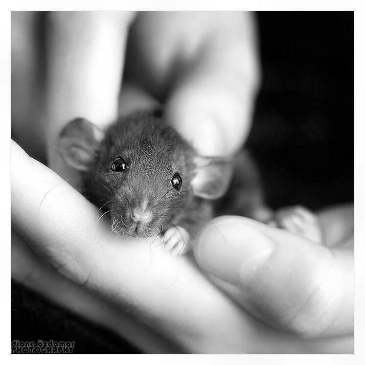 красивая мышь. забавные крысы. сумчатая мышь. о глупом мышонке. иллюстратор jean bradbury.