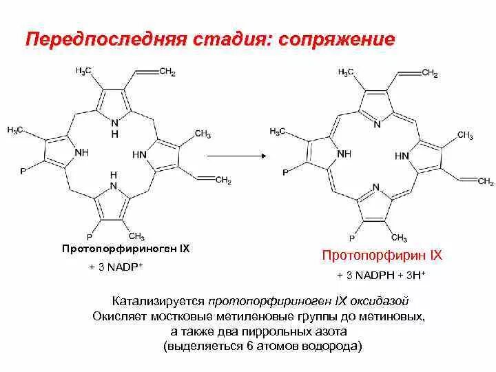 Протопорфириноген IX. Строение протопорфирина IX. Протопорфирин 9 формула. Копропорфириноген оксидаза.