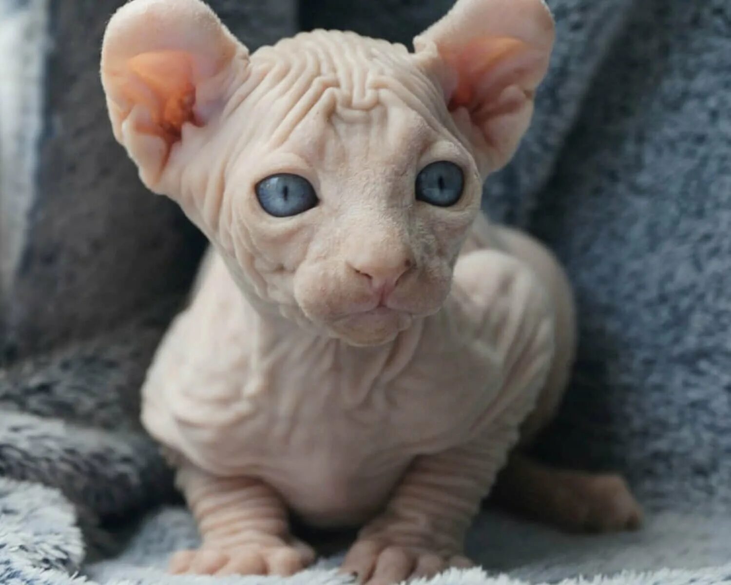 Лысые кошки сфинкс эльф. Двэльф лонг кошка. Канадский сфинкс керл. Сфинкс эльф. Сфинкс бамбино двэльф.