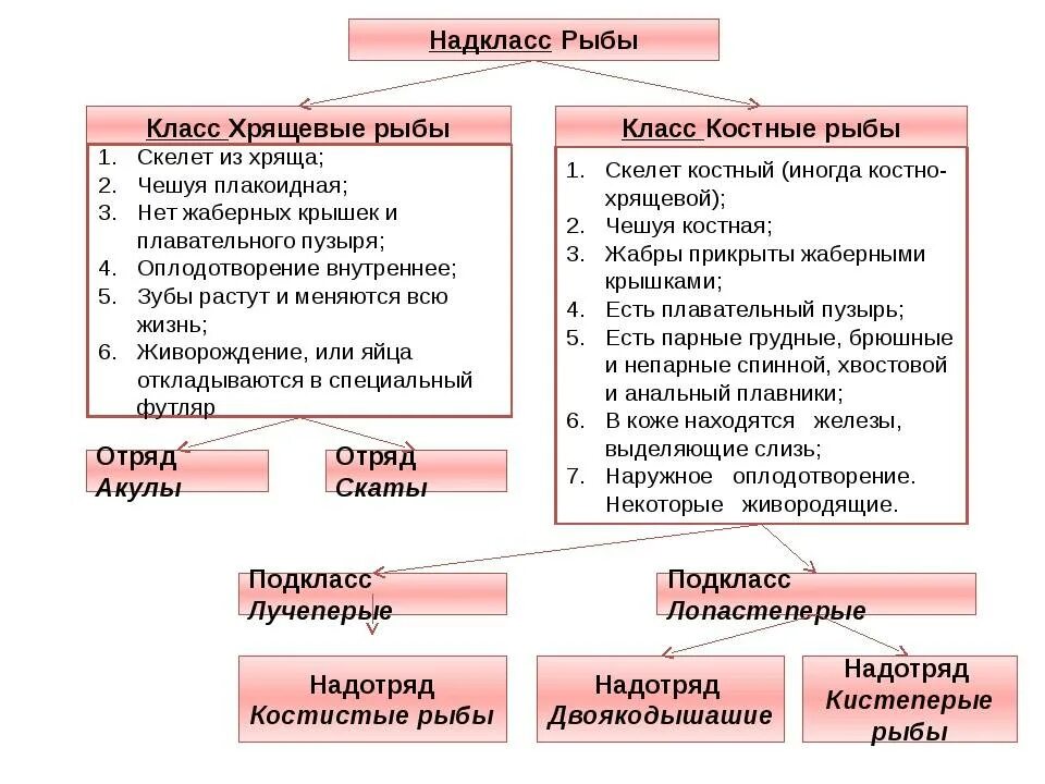 Рыба сходства и различия. Общая характеристика класс рыбы хрящевые и костные. Общая характеристика Надкласс костные рыбы. Общая характеристика надкласса рыбы таблица. Класс рыбы общая характеристика таблица.