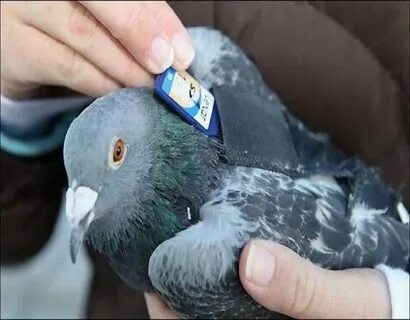 Pigeon post. 