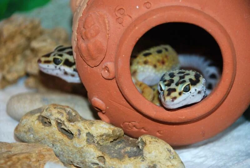 Укрытие для эублефара. Эублефар трионикс. Как сделать влажную камеру для эублефара. Субстрат для эублефаров. Как сделать влажную камеру для эублефара.