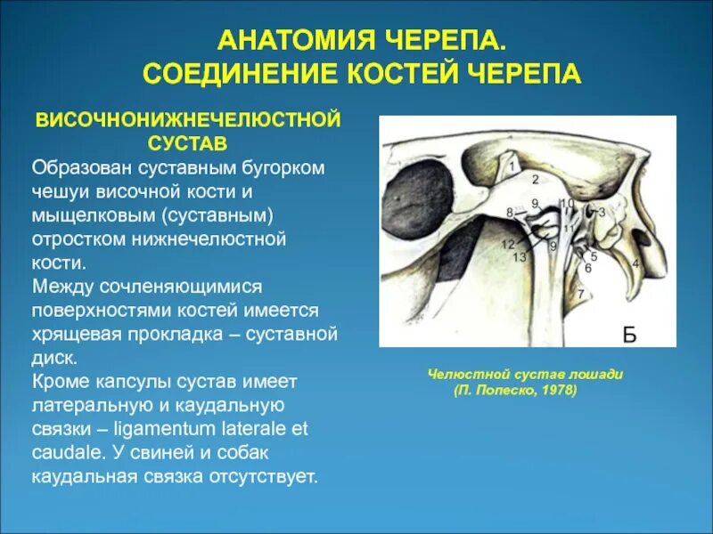 Соединение костей черепа суставы. Суставы черепа. суставной бугорок височной кости. соединения черепа анатомия.