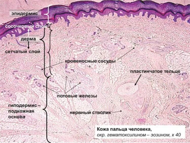 Слои кожи пальца гистология. Ретикулярный слой кожи гистология. Слои эпидермиса толстой кожи гистология. Препарат гистология кожа пальца соединительная ткань.