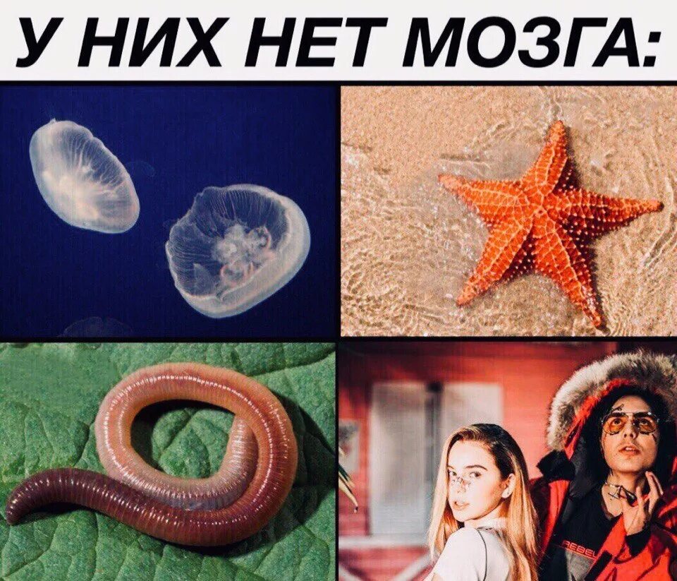 В них нет. У них нет мозга. животные у которых нет мозга. у них нет мозга мем. существа которые живут без мозга.