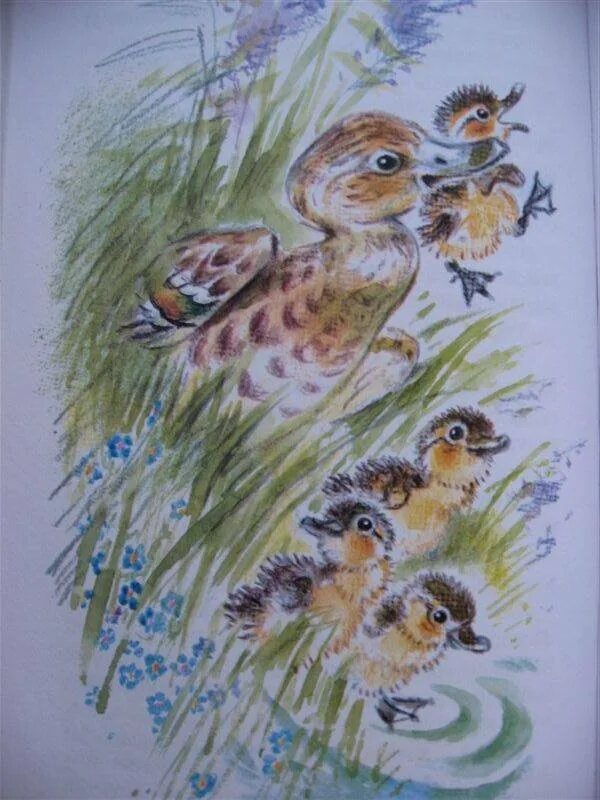 Персонажи из рассказов пришвина и бианки. Рассказы о животных бианки сладков пришвин скребицкий. Карабаш рассказ бианки. Маленький рассказ о природе. Рассказы бианки пришвина.