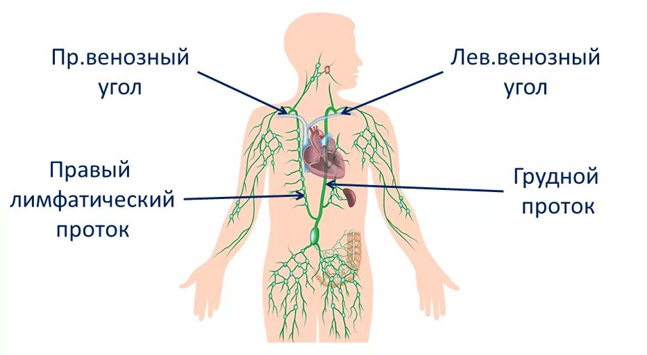 Лимфатическая система человека правый лимфатический проток. Лимфатическая система правый проток. Левый грудной проток лимфатической системы. Лимфатическая система правый и грудной лимфатические протоки.