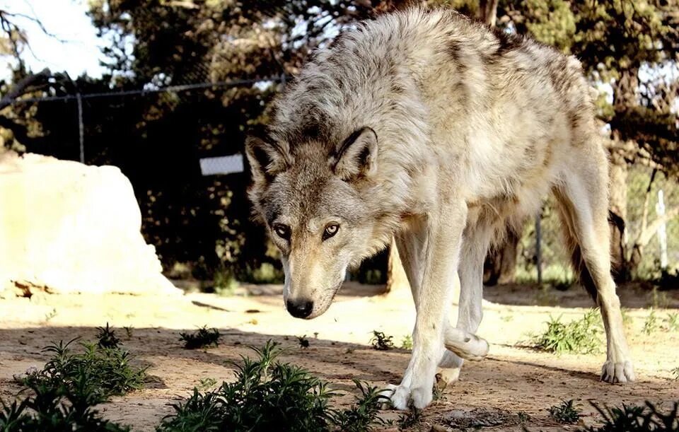 настоящий волк. Stray wolf. найди волка. стрэй волк. новая волчица.