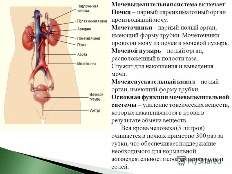 Органы выделения мочи человека. Строение выделительной системы человека анатомия. Мочевыделительная система анатомия человека схема. Выделительная система органы выделения. Строение системы органов выделения.