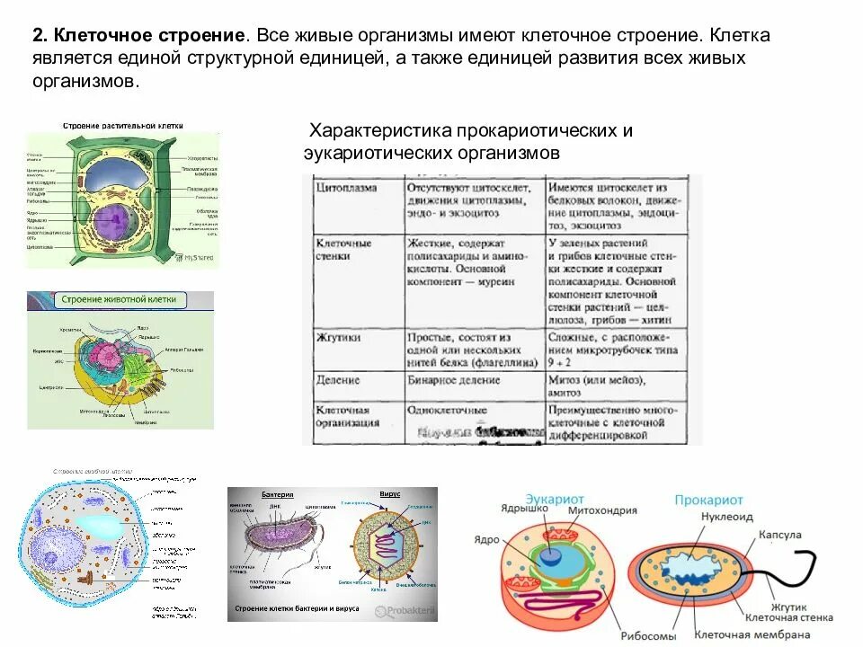 Структурной единицей живого организма является. Биологическая система клеточного уровня организации. Строение клетки живого организма 8 класс. Уровни организации живого организма. Строение клетки.. Уровни организации клетки.