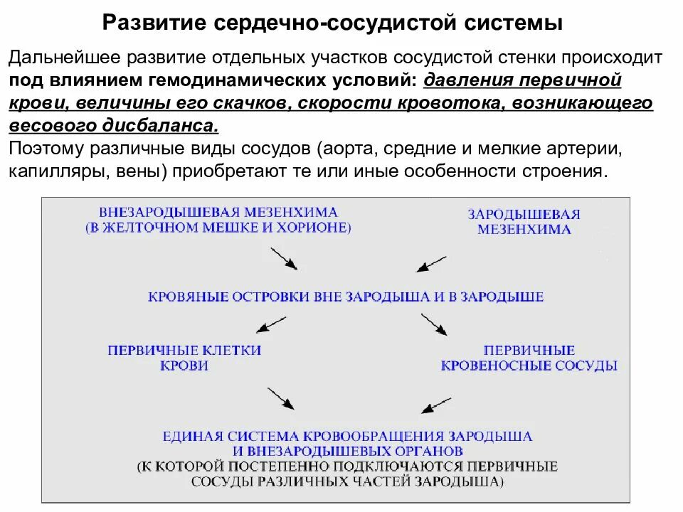 Формирование сердечно сосудистой системы. Развитие сосуд стой системы. Сердечно сосудистая система этапы развития. Восстановление и дальнейшее развитие