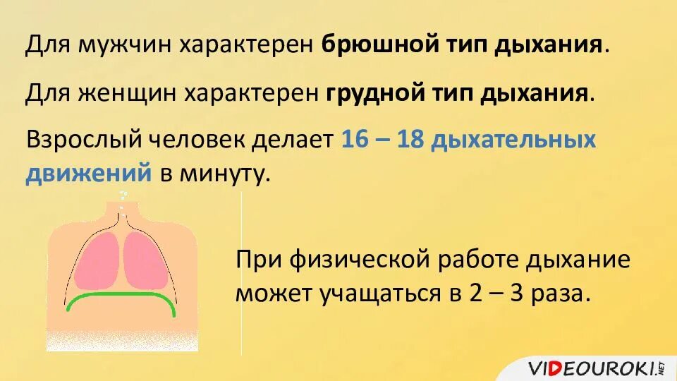 9 биология. опишите механизм регуляции дыхания. регуляция дыхания рецепторы. опишитемеханизи регуляуии двхания. рефлекторная регуляция дыхания схема.