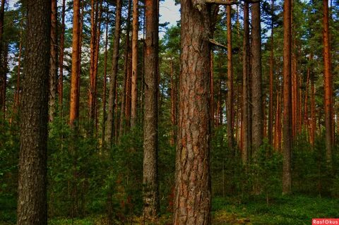 Сосна лесная