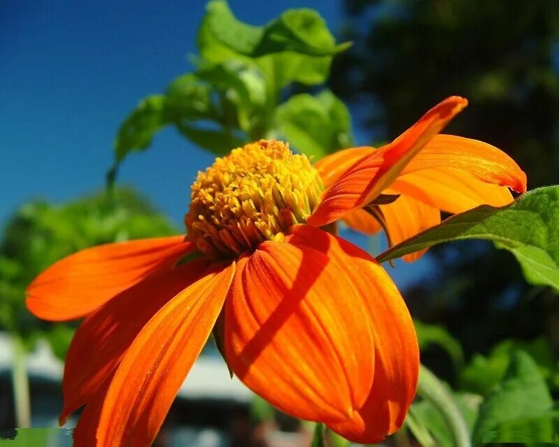 цветы в космос макото азумы. привели цветок. лапагерия цветок. японский флорист макото азума. валериана клубненосная (valeriana tuberosa).