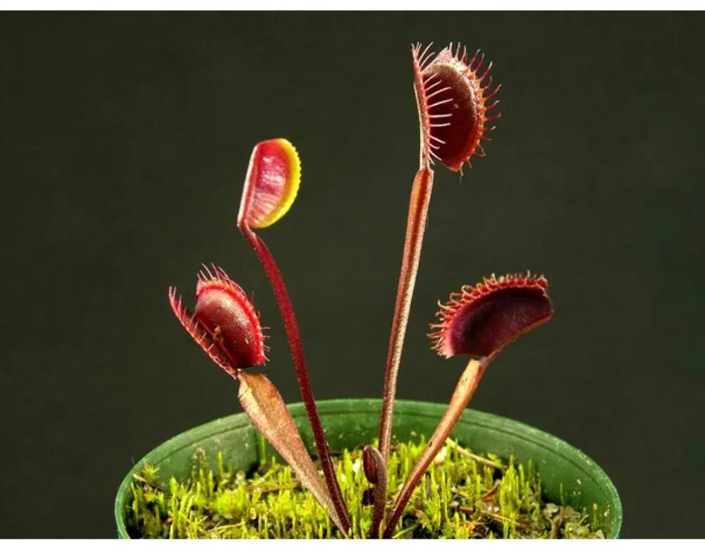 Aldrovanda vesiculosa. дионея красный дракон. венерина мухоловка dionaea. дионея мухоловка. альдрованда пузырчатая (aldrovanda vesiculosa).